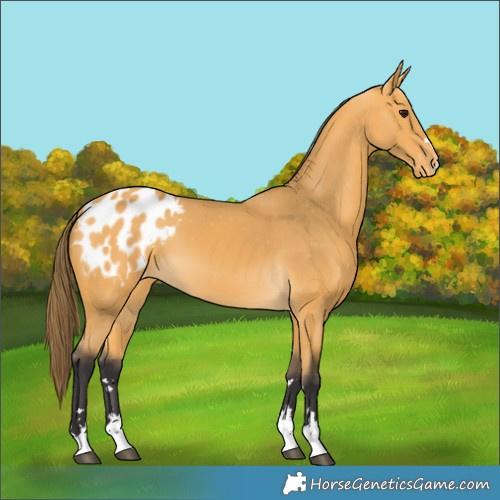 Horse Color:Buckskin Appaloosa 