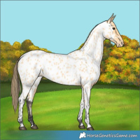 Horse Color:Buckskin Appaloosa
