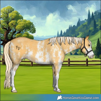 Horse Color:Palomino Sabino 