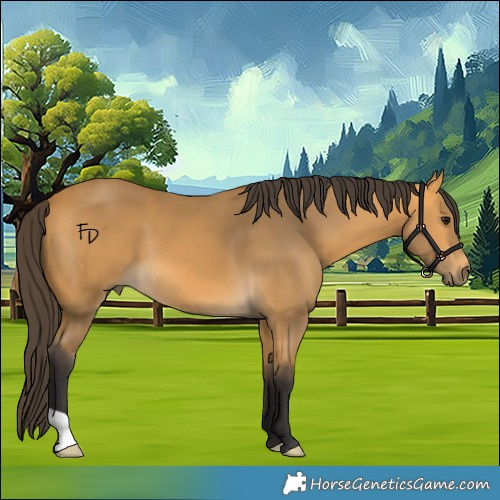 Horse Color:Buckskin 