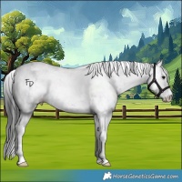 Horse Color:White Spotted Grullo Sabino Rabicano 