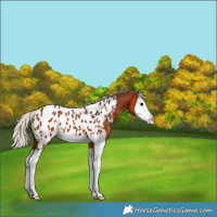 Horse Color:Silver Brown Splash Near Leopard 
