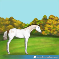 Horse Color:Gray Buckskin Roan Dun Splash Appaloosa 