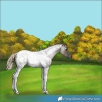 Horse Color:Gray Silver Grullo Roan Tobiano Near Leopard 