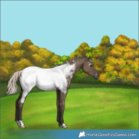 Horse Color:Gray Silver Grullo Appaloosa 