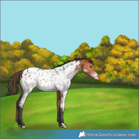 Horse Color:Bay Near Leopard