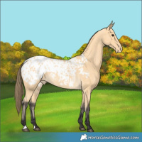 Horse Color:Buckskin Blanket 