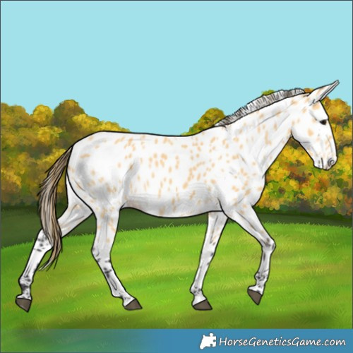 Horse Color:Buckskin Near Leopard
