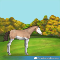 Horse Color:Amber Champagne Splash