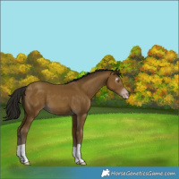 Horse Color:Gray Classic Cream Champagne 