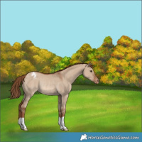 Horse Color:Red Dun Appaloosa Rabicano 
