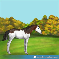 Horse Color:Gray Bay Splash Rabicano 