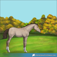 Horse Color:Classic Champagne Dun 
