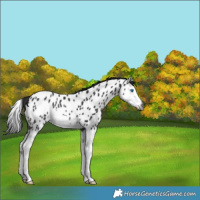 Horse Color:Gray Smoky Black Splash Near Leopard Rabicano 