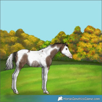 Horse Color:Gray Classic Champagne Splash Tobiano Rabicano 