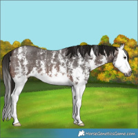 Horse Color:Gray Bay Sabino Splash 