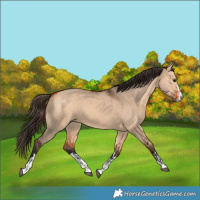 Horse Color:Bay Dun  and Bay Dun 