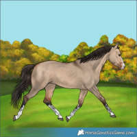 Horse Color:Bay Dun and Bay Dun