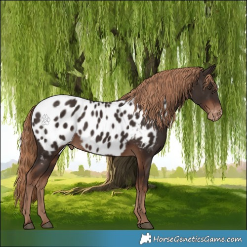 Horse Color:Liver Chestnut Appaloosa