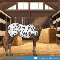 Horse Color:Liver Chestnut Near Leopard