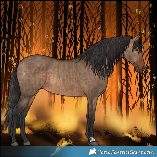 Horse Color:Bay Dun  and Brown Dun 