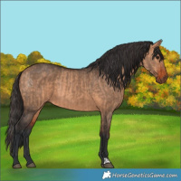 Horse Color:Bay Dun  and Brown Dun 