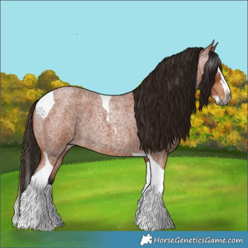 Horse Color:Gray Bay Roan Splash Tobiano 
