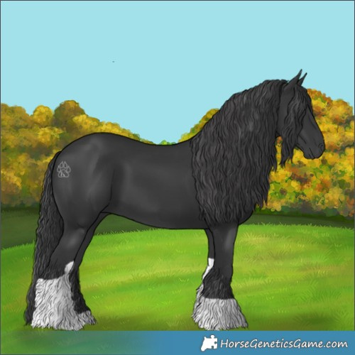 Horse Color:Black Tobiano 