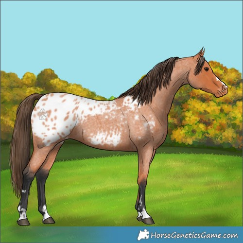 Horse Color:Bay Roan Appaloosa