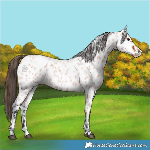 Horse Color:Bay Roan Appaloosa 