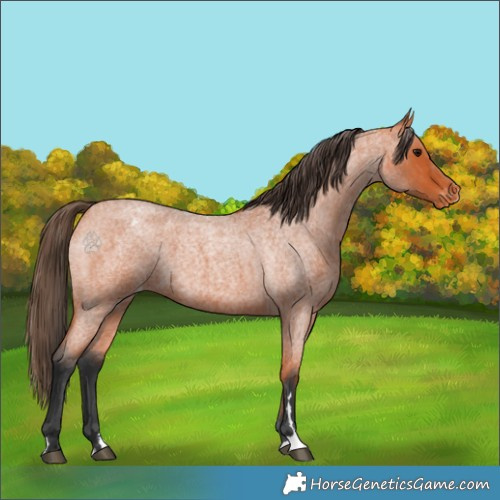 Horse Color:Bay Roan Appaloosa 