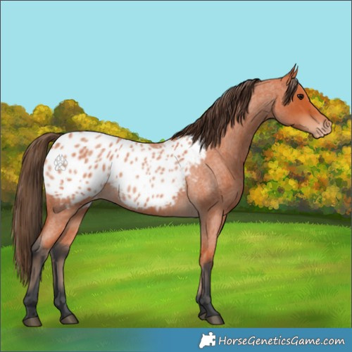 Horse Color:Bay Roan Appaloosa 