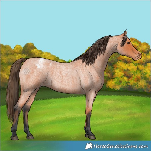 Horse Color:Bay Roan Appaloosa