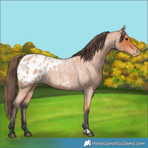 Horse Color:Bay Roan Appaloosa 
