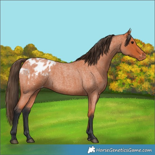 Horse Color:Bay Roan Appaloosa 