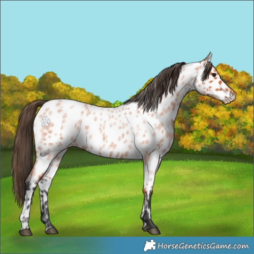 Horse Color:Bay Roan Appaloosa 