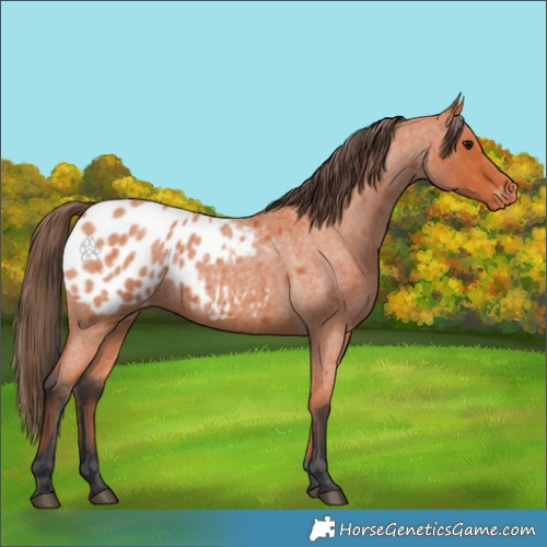 Horse Color:Bay Roan Appaloosa 