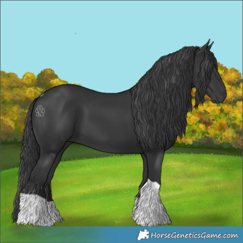Horse Color:Black Tobiano 