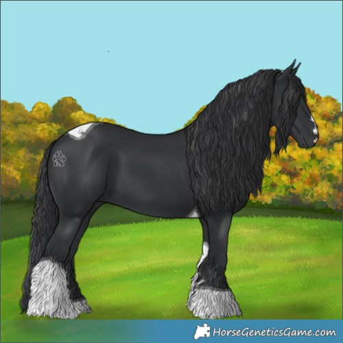 Horse Color:Black Tobiano 