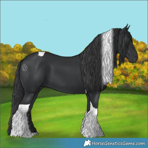 Horse Color:Black Tobiano 