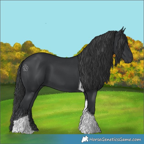 Horse Color:Black Tobiano 