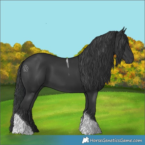 Horse Color:Black Tobiano 