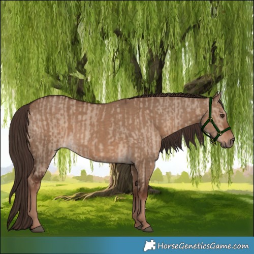 Horse Color:Liver Red Dun  and Liver Red Dun 