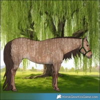 Horse Color:Liver Red Dun  and Liver Red Dun 