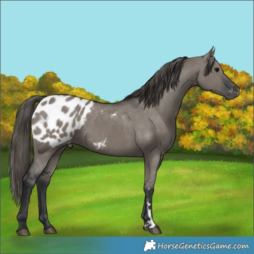 Horse Color:Grullo Blanket 