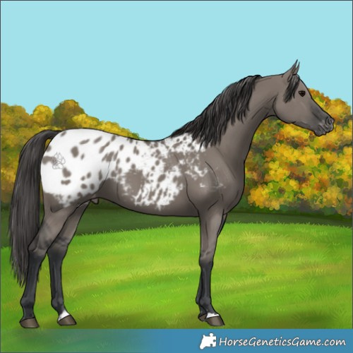 Horse Color:Grullo Blanket