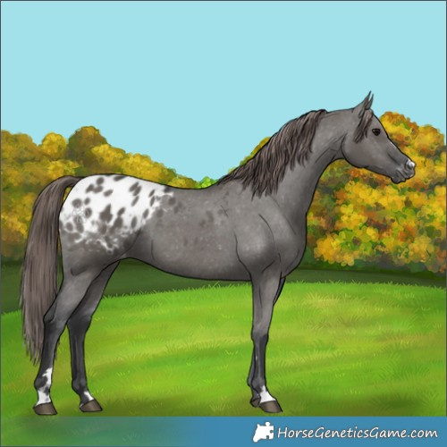 Horse Color:Grullo Appaloosa