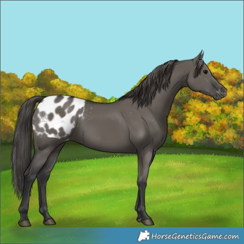 Horse Color:Grullo Appaloosa 