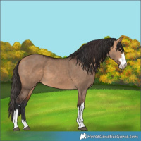 Horse Color:Bay Dun  and Bay Dun 
