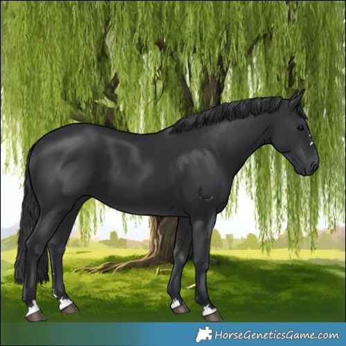 Horse Color:Black 